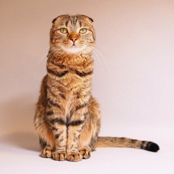 スコティッシュフォールドのシオンくん