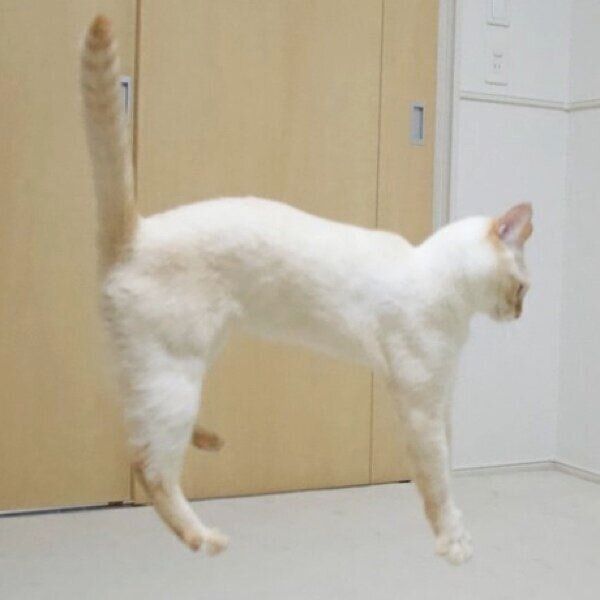 飼い主さんが投稿した「ボニャール」状態のテンくん