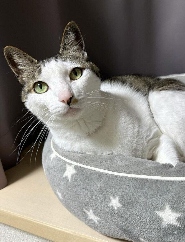 ペットベッドから見つめる猫