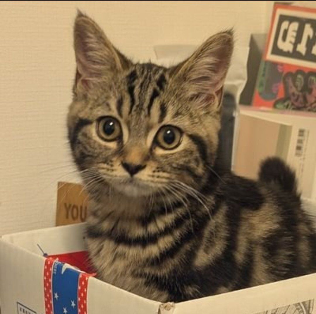 生後4カ月の子猫