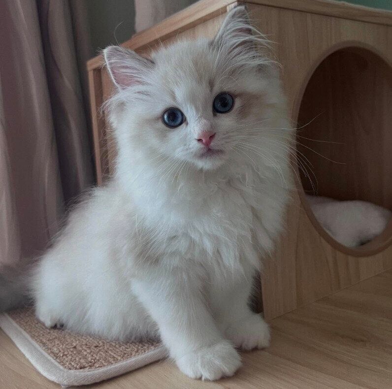 生後3カ月のころに撮影したイヴちゃん