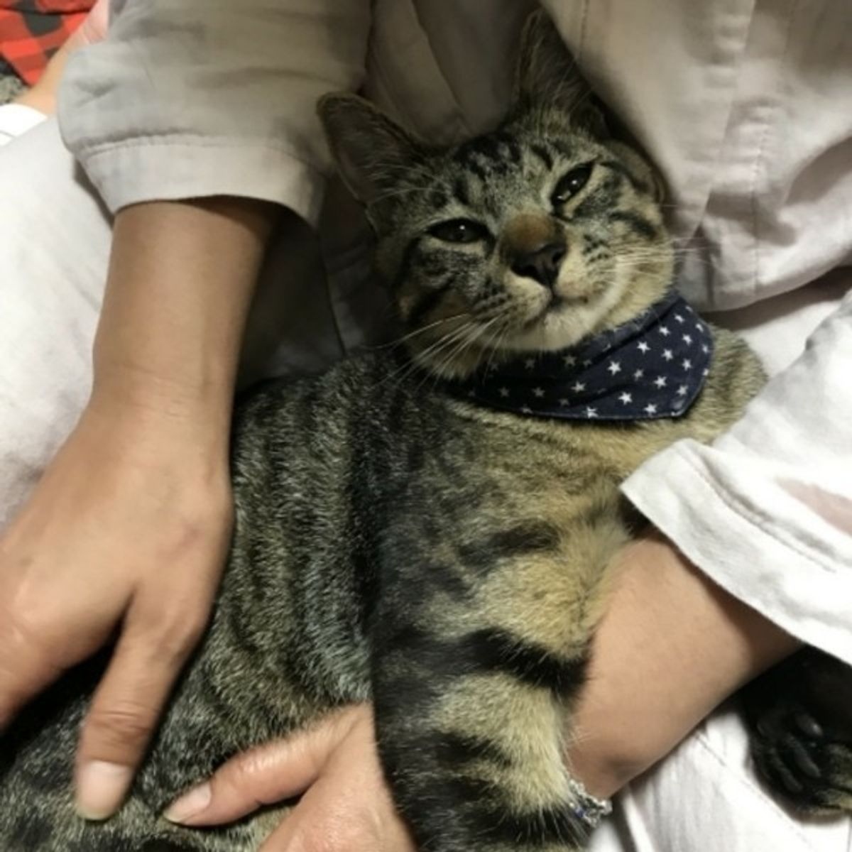 獣医師監修 愛情表現 病気 猫のまばたきで分かる気持ちと目の状態 ねこのきもちweb Magazine 獣医師監修 愛情表現 病気 猫のまばたきで分かる気持ちと目の状態 ねこのきもちweb Magazine