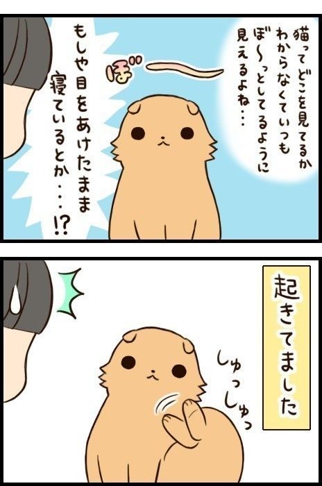 「もふもふスコたん」25話目