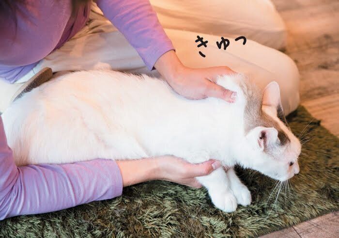 首の後ろをつまんで持ち上げる