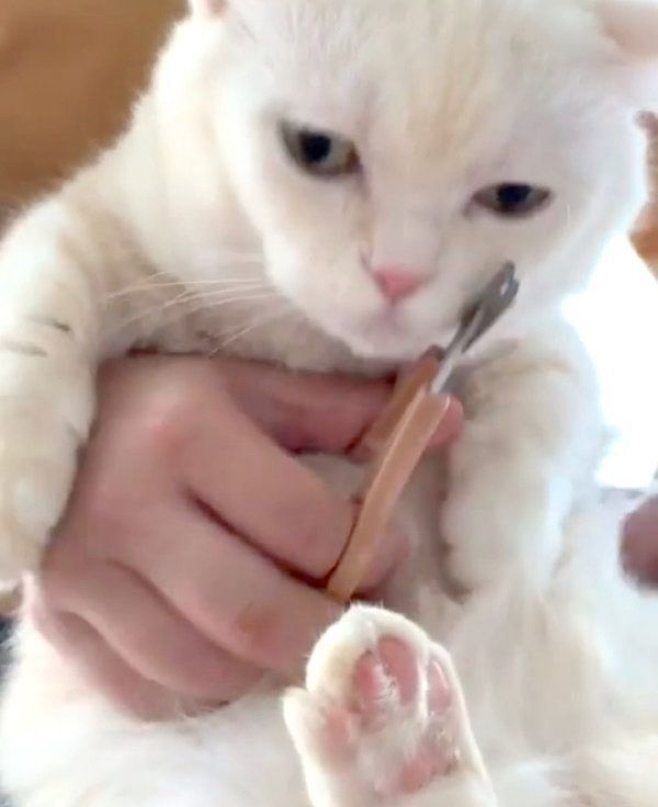 オコ顔をするマンチカン