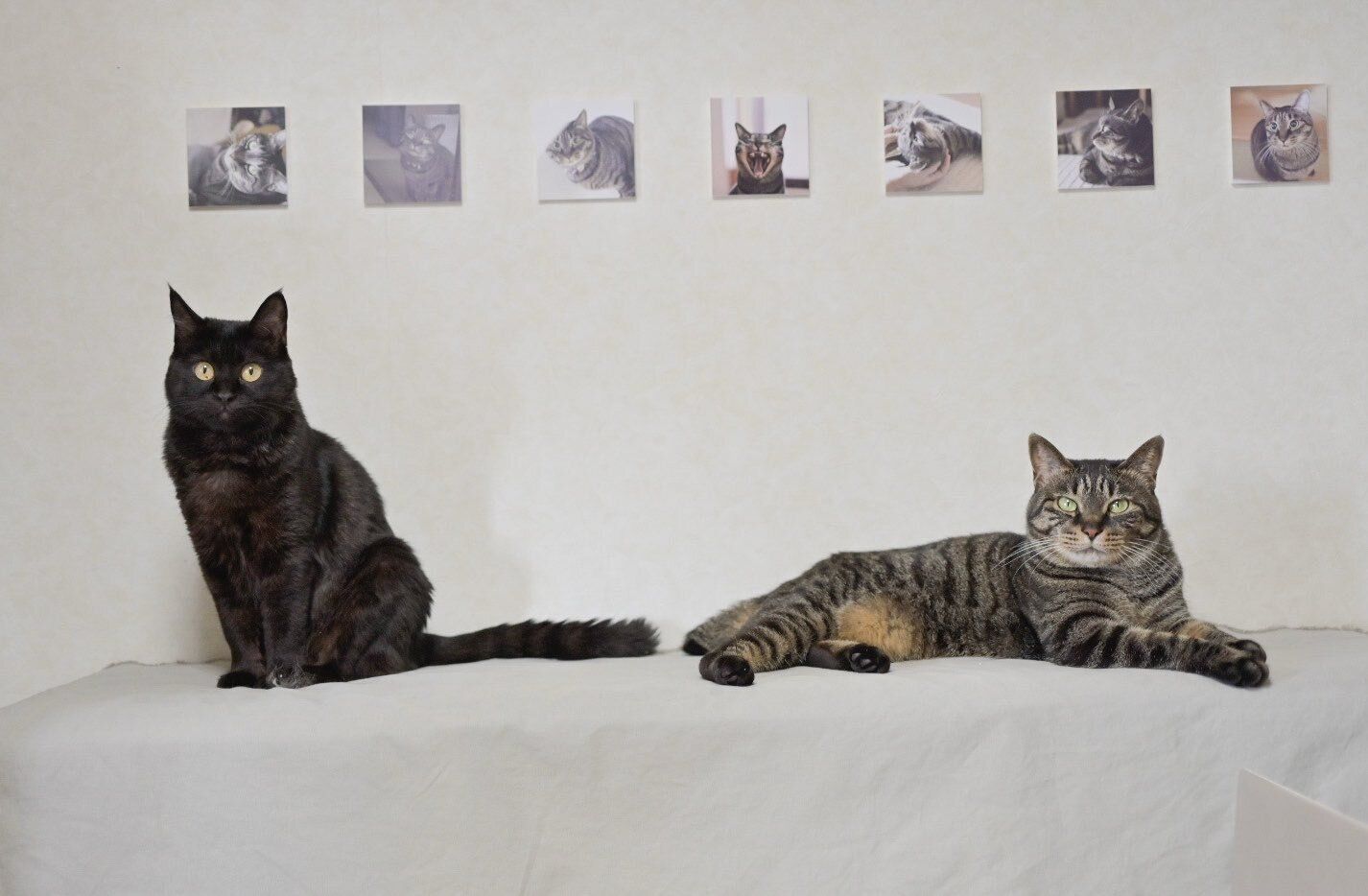 2匹の猫