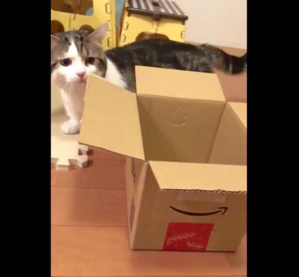 ダンボールを発見したライちゃん