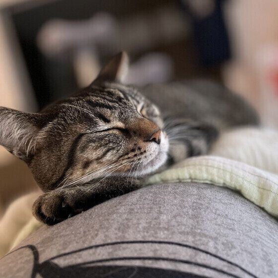 MIXキジトラのコムギちゃん