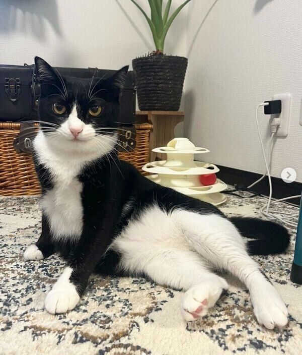 可愛いポーズをするぽんずちゃん