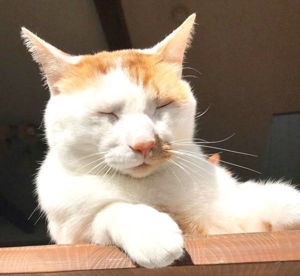 うたた寝するタルトくん