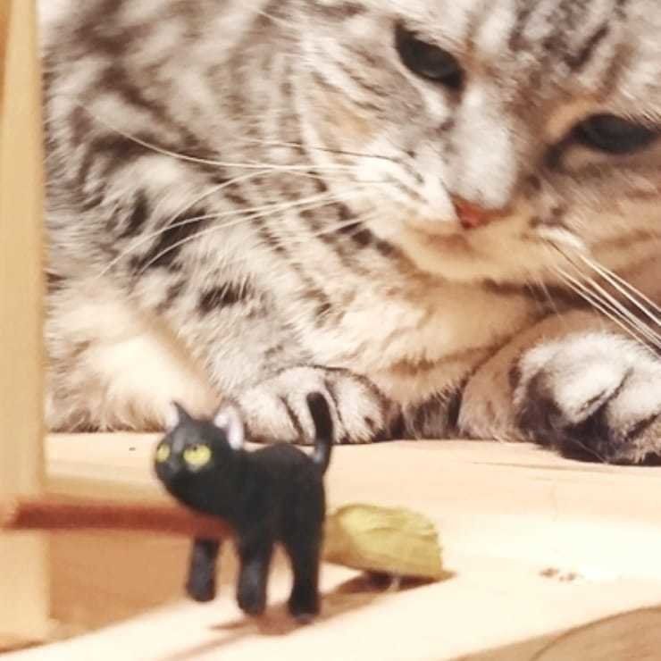 猫と狙われるほうきに乗ったふちねこ