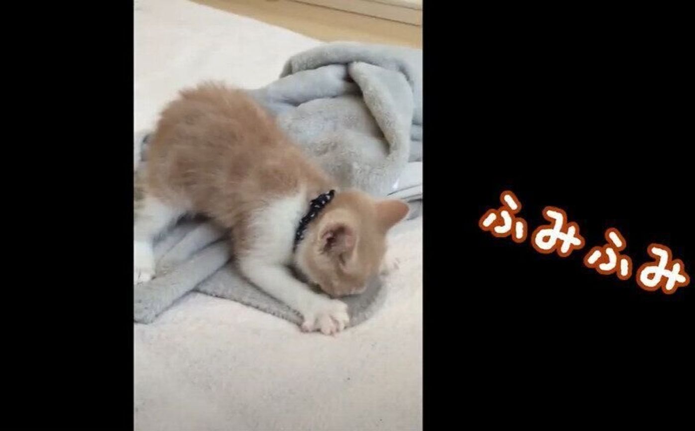貴重映像 小さいからだで一生懸命ちゅぱふみする子猫に胸キュン ねこのきもちweb Magazine 貴重映像 小さいからだで一生懸命ちゅぱふみする子猫に胸キュン ねこのきもちweb Magazine
