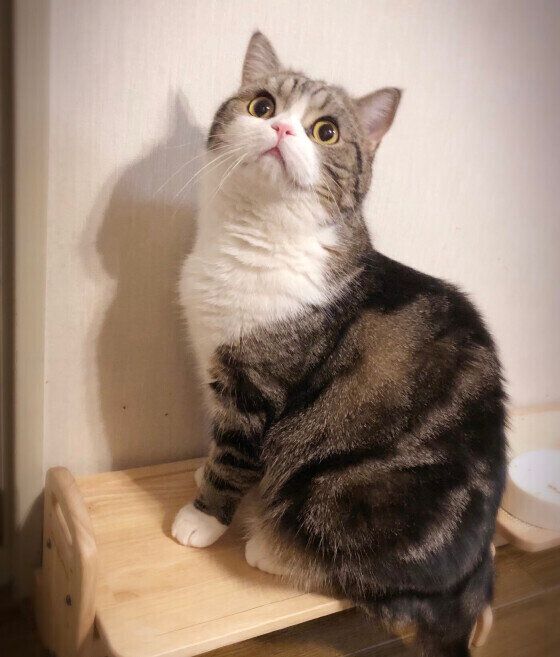 おかわりを催促する猫