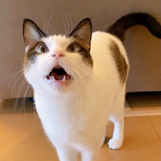 ゴハンを待つ猫（MIX、オス）