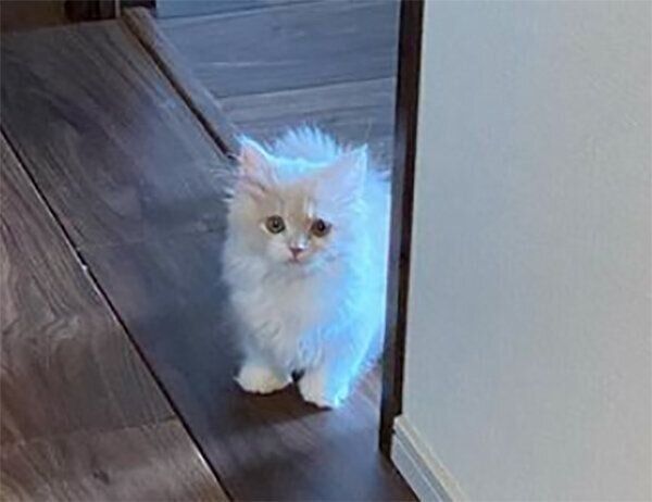 飼い主さんのことを見送るビジュちゃん