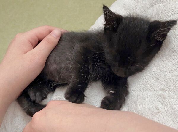 甘えるうにくん