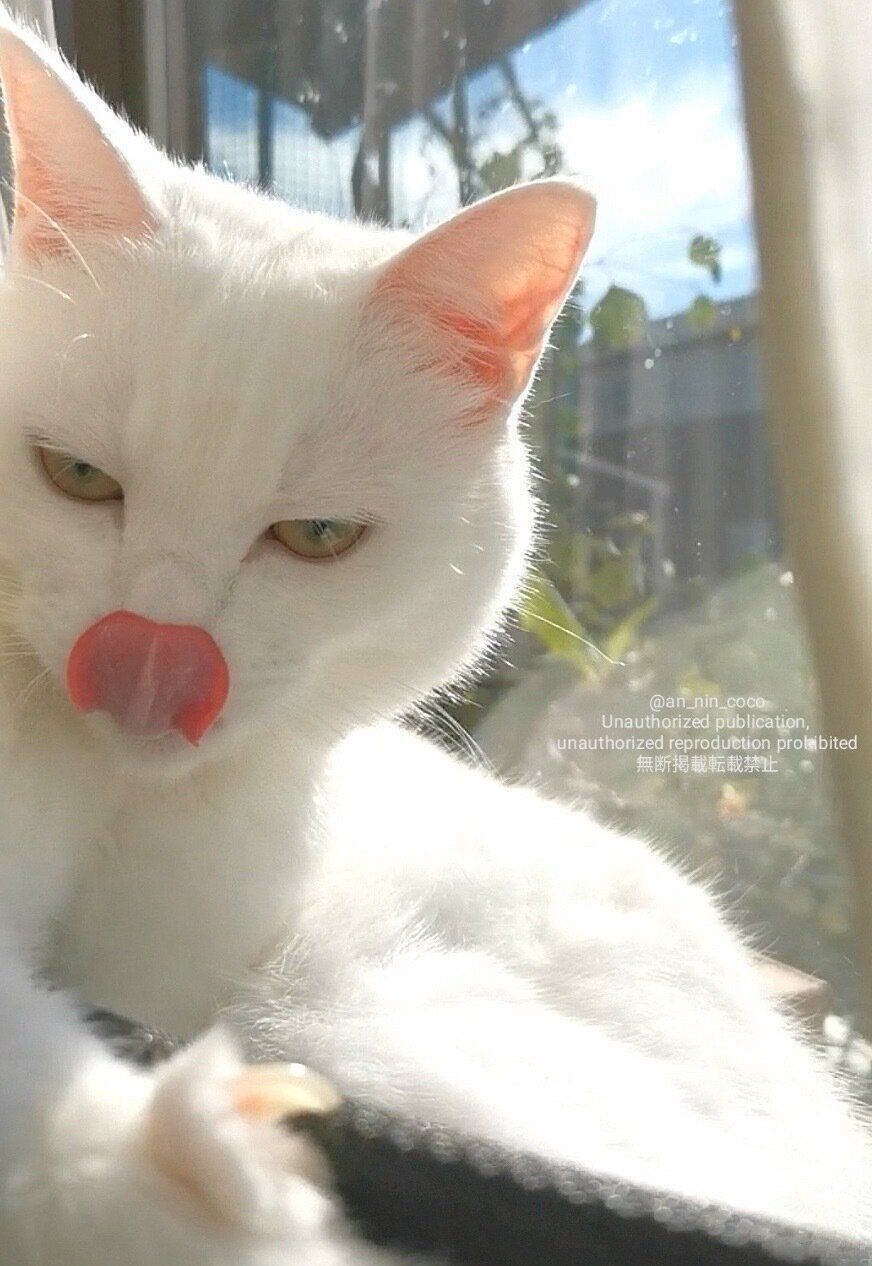 まったりするあんにんくん