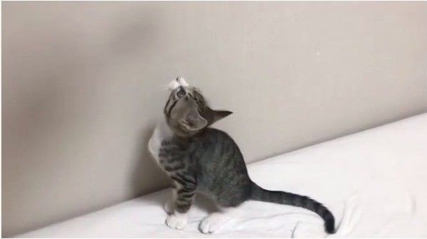 首ガクガクニャンコ