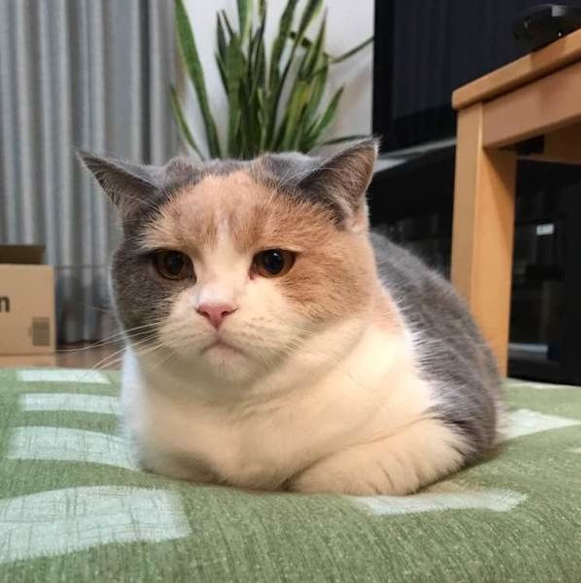 前足をたたんだ姿が愛らしい 猫ならではの座り方 香箱座り とは ねこのきもちweb Magazine 前足をたたんだ姿が愛らしい 猫ならではの座り方 香箱座り とは ねこのきもちweb Magazine