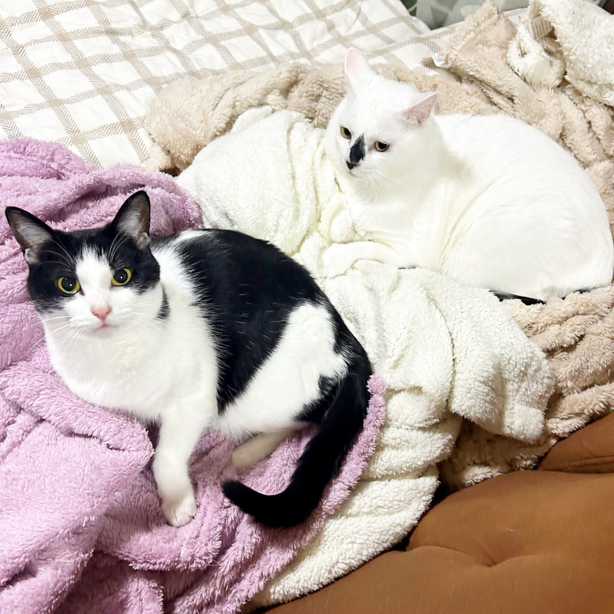 布団の上でくつろぐ2匹の猫