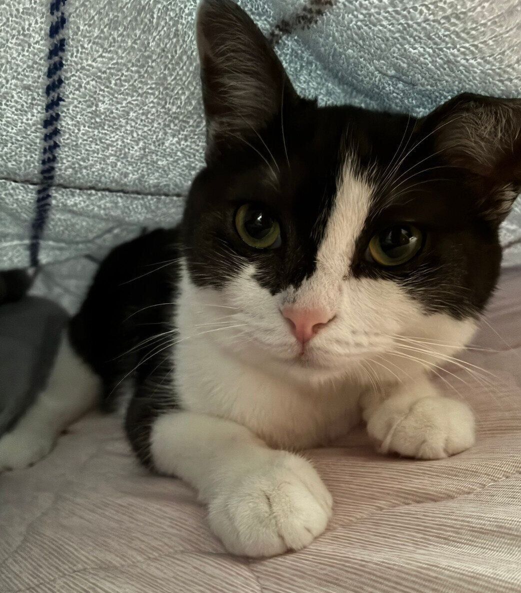 飼い主さんの布団に入ってきたナナちゃん