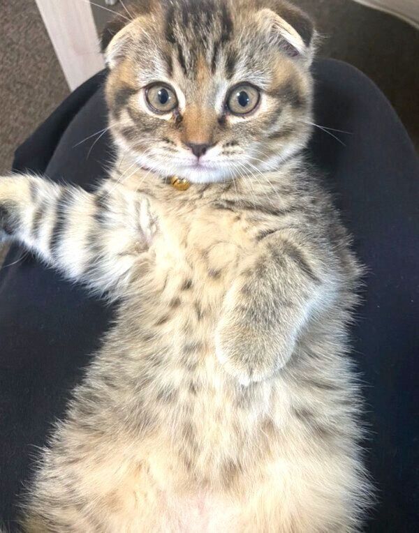 おなかを出すまつたけちゃん