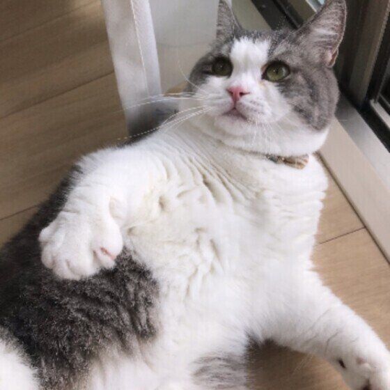 スコティッシュフォールドのめめちゃん♪