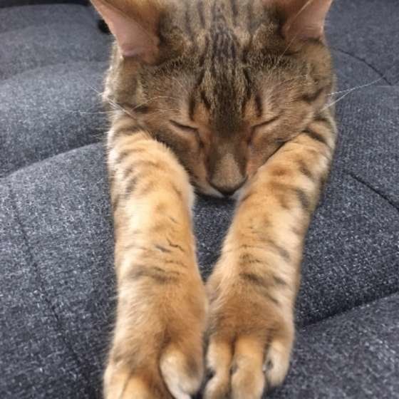 手を伸ばして眠るベンガル