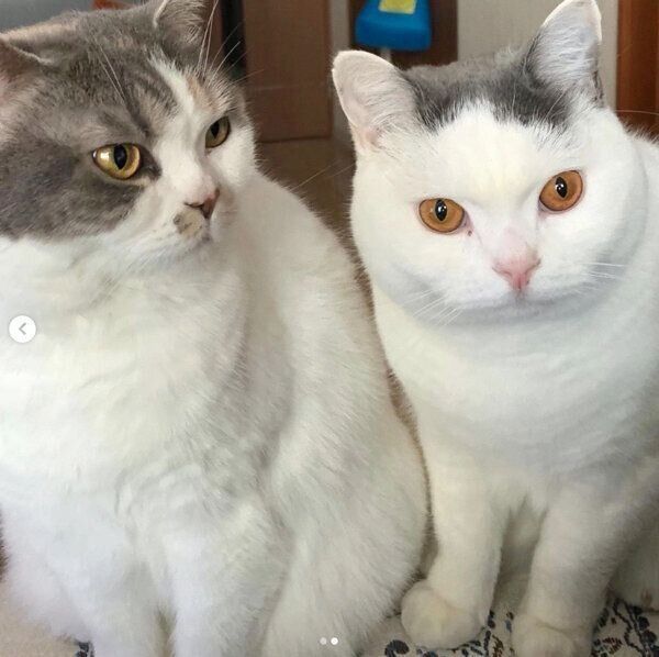 寄り添うカツヲくんとねね子ちゃん