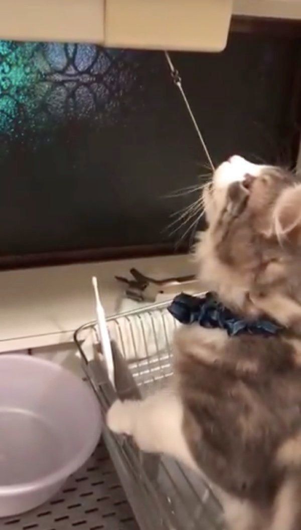 ヒモをくわえるユキくん