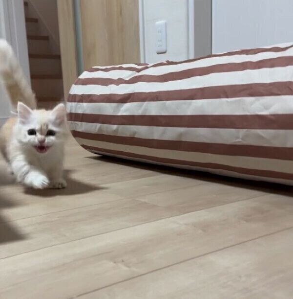 ごはんの時間になって走ってくるmielくん