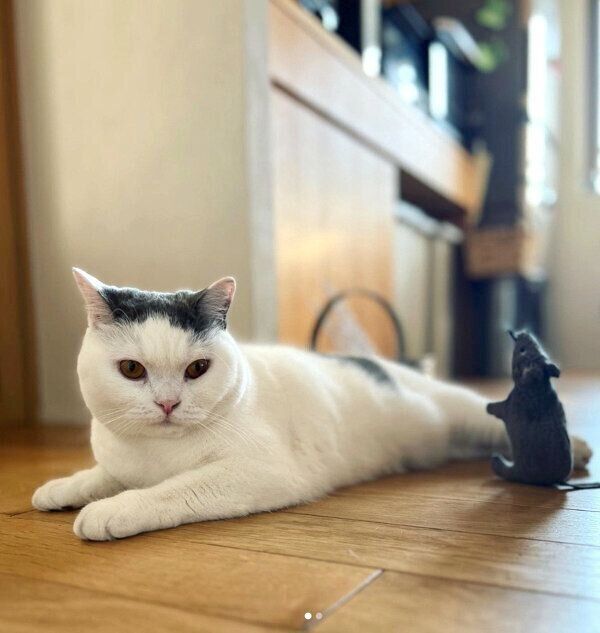 ネズミのぬいぐるみを連れ回すカツヲくん