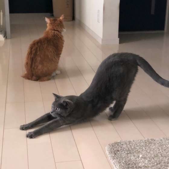 MIXのグレちゃん