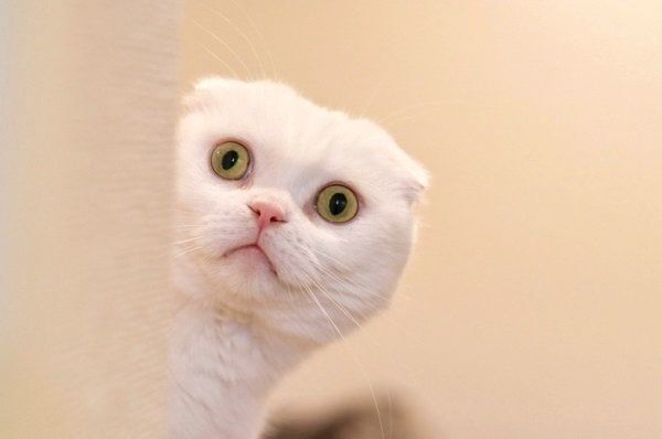 ひょこっとお顔を出すむくちゃん