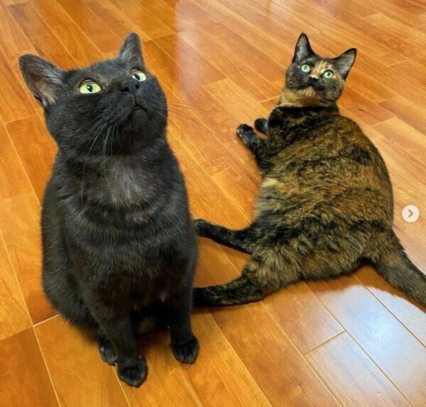 上を見るぼたもちくん、くじらちゃん
