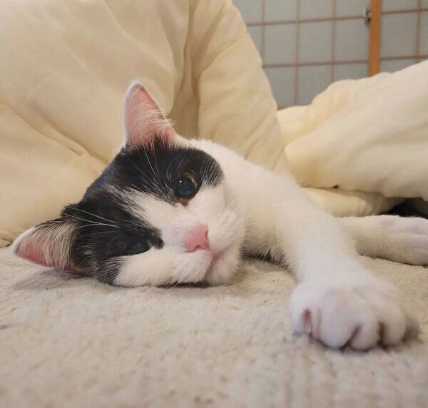 まったりするニコちゃん