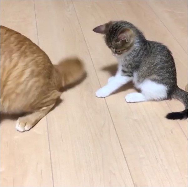 しっぽじゃらし大好きニャンコ