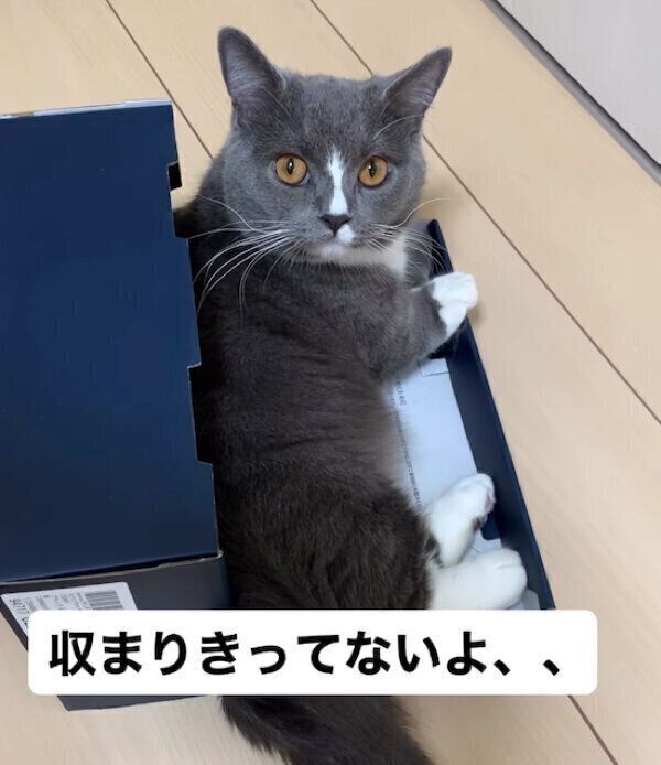 箱に入るひじきくん