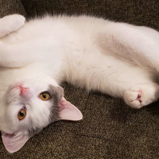 寝転がるマンチカン