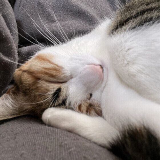 ミケ猫のリコちゃん