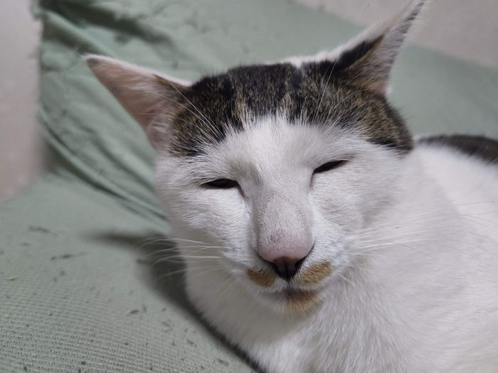 寝ているパンダちゃん