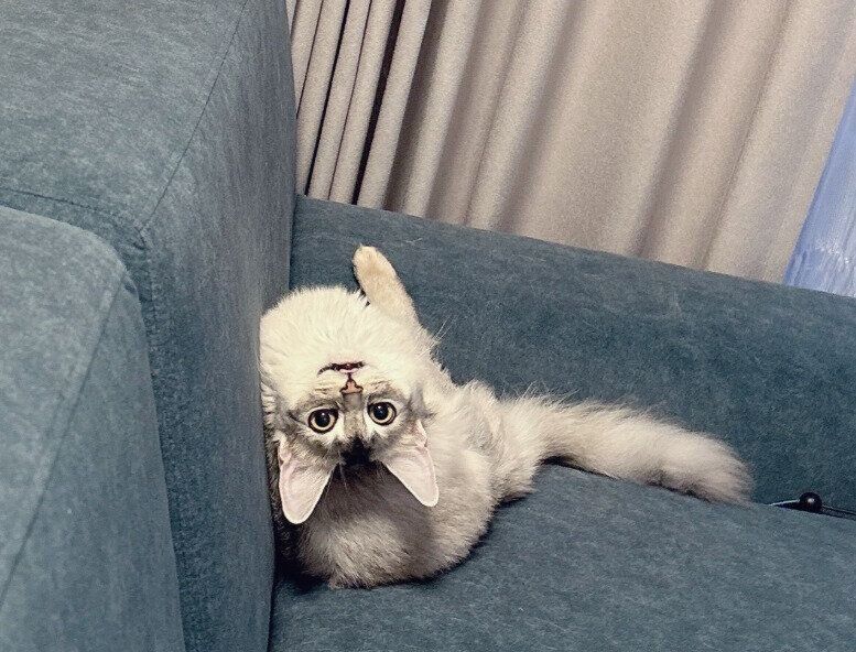 飼い主を見るソマリ