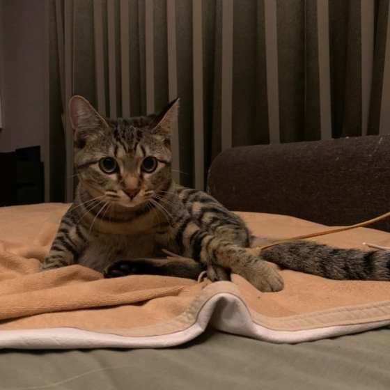 毛布の上に座る猫