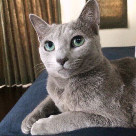 くつろぐロシアンブルー