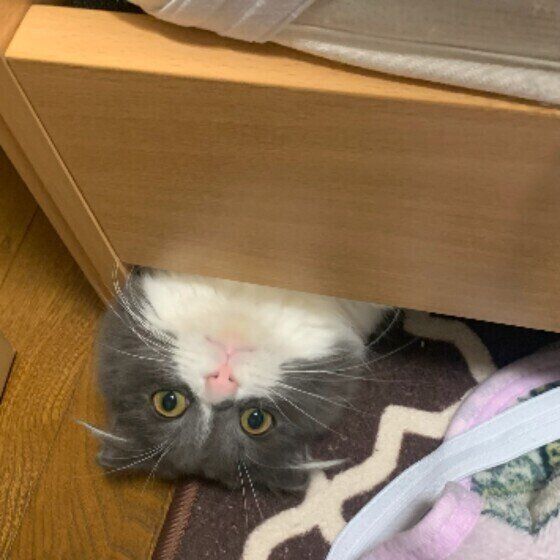 隙間から顔を出すスコティッシュフォールド・ロングヘア