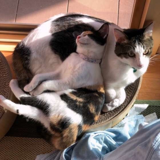 眠る猫と寄りかかられた猫