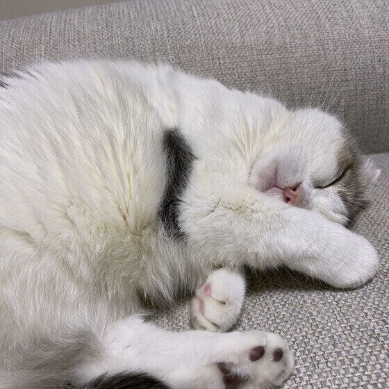 スコティッシュフォールドの定春ちゃん