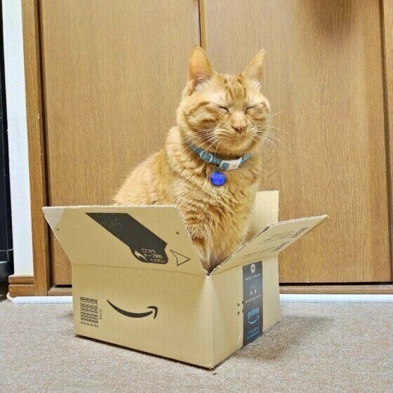 ダンボール箱に入る茶トラ