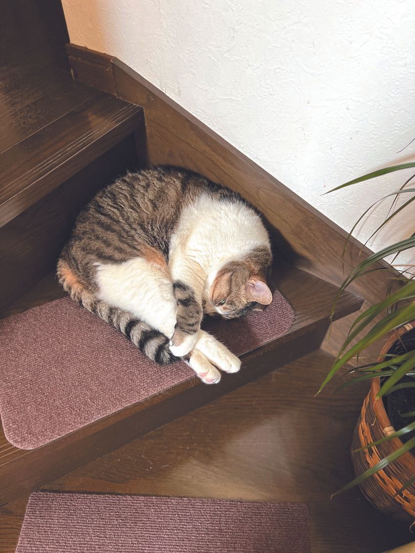 画像／ねこのきもち2023年5月号