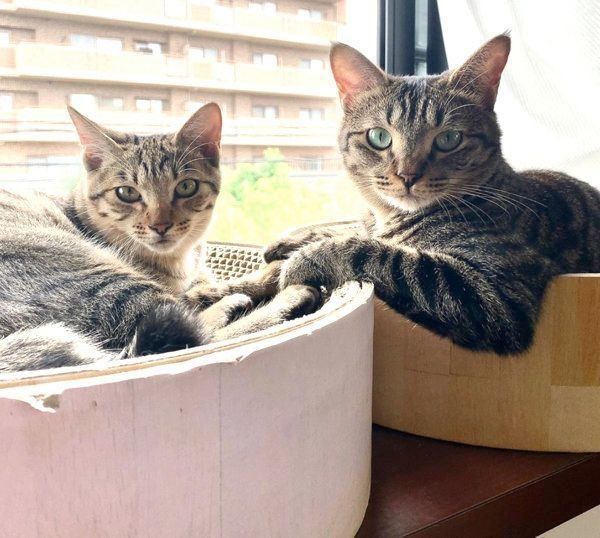 手を取り合うサボちゃんとコルちゃん